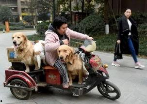 三人一狗最新爆料,揭秘娱乐圈背后的真实故事